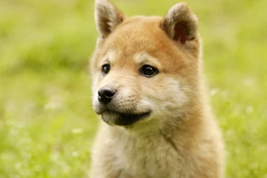 Free Download Shiba Inu Puppies Wallpapers HD