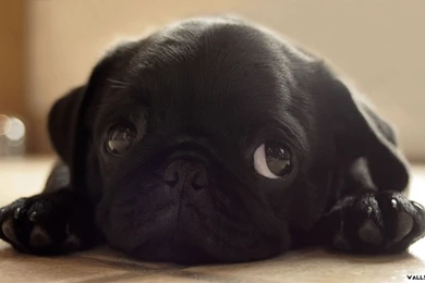 Free Beautiful Puppy Pug Desktop Wallpapers 1280720