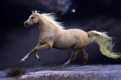 Download Wallpapers 1920x1080 Horse, Mane, Running, Beautiful ...