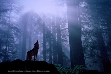 Beautiful Night Sky Wallpapers