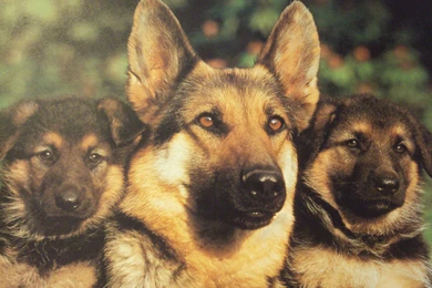 German Shepherd Puppy Desktop Wallpapers And Images