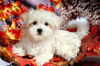 Fluffy Maltese Puppy Dogs   White Maltese Puppies Wallpapers ...