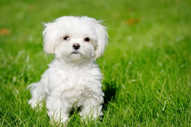 Download Beautiful Maltese Dog Puppy Wallpapers