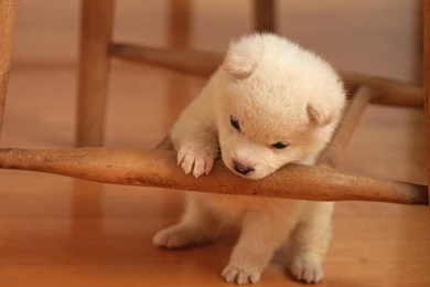Lovely Puppy Dog   Puppies Wallpapers