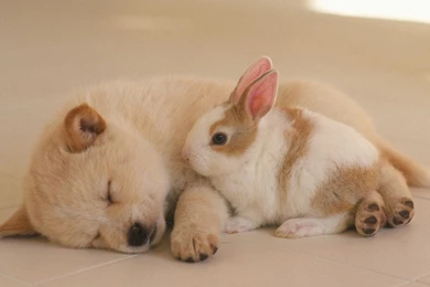 Cute Puppies Photos   Lovely Puppy Portraits 1280x1024 NO.24 ...