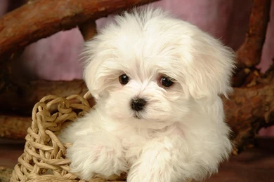 Maltese Puppy Pictures   Desktop Backgrounds