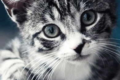 Cute Baby Cat Iphone 5s Wallpapers   PowerballForLife