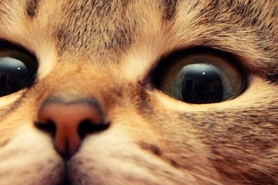 Cat iPhone 5 Wallpapers