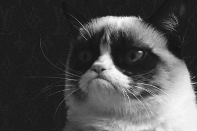 Wallpapers Iphone Cats On Pinterest