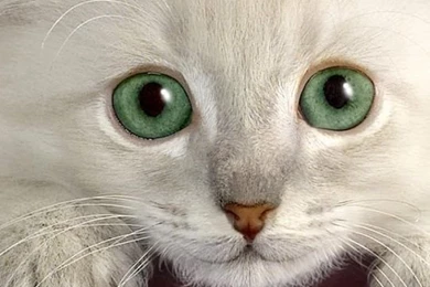 Cute Cat Iphone 4s Wallpapers Download Iphone Wallpapers Ipad ...