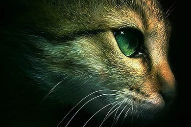 Cat Iphone 4s Wallpapers Download Iphone Wallpapers Ipad Wallpapers ...