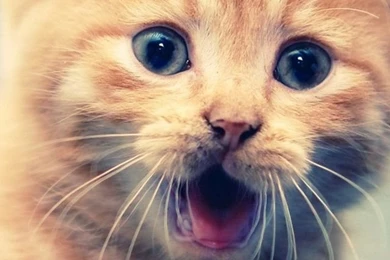 Cute Cat iPhone 5s Wallpapers Download