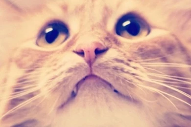 Cat iPhone 5s Wallpapers