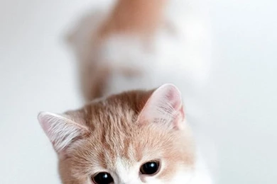 20 Cute Baby Animal Pictures : Download Free iPhone Wallpapers