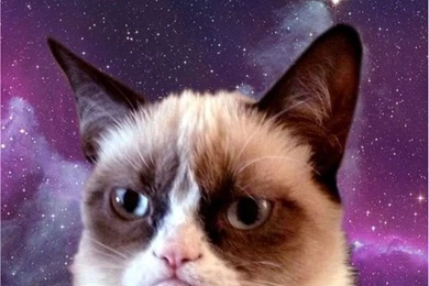 Grumpy Cat 2 iPhone 6 Wallpapers iPhone 6 Wallpapers   PowerballForLife