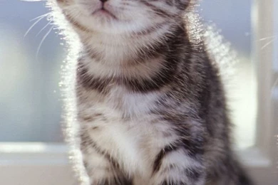 Iphone 5 Wallpapers Of Cute Little Cat Is Watching Click Photo Of ...