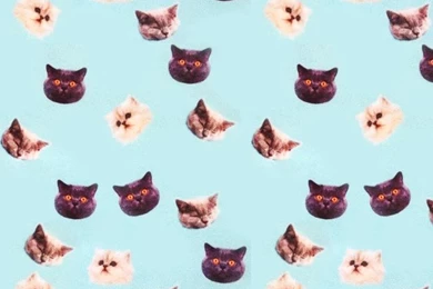 Tumblr Cats Wallpapers Fashionplaceface Com   PowerballForLife