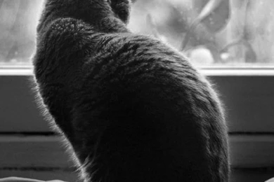 Cat Free Iphone Wallpapers