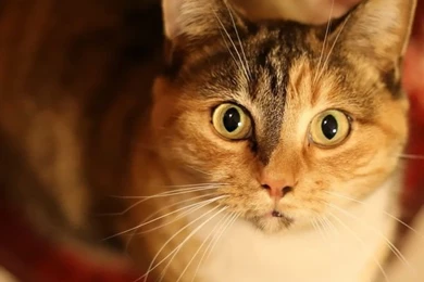 Cat iPhone 5s Wallpapers