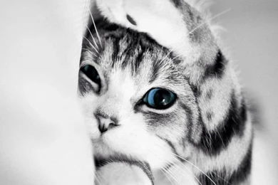 Shy Cat Cute Animal Black While Iphone Wallpapers Mobile9 Com ...