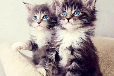 Cat iPad Wallpapers iPhone Wallpapers iPad Wallpapers One Stop ...