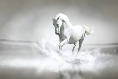 White Horse Desktop Wallpapers