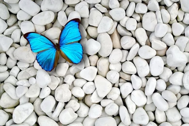 Blue butterfly on white stones desktop wallpapers.jpg