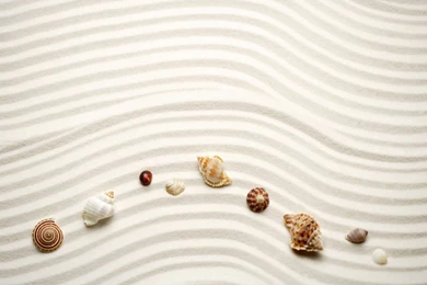 5 beach sand sea shell wallpaper.jpg