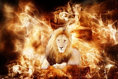 Wallpapers Cool Lion Pictures Animal D 1360x768