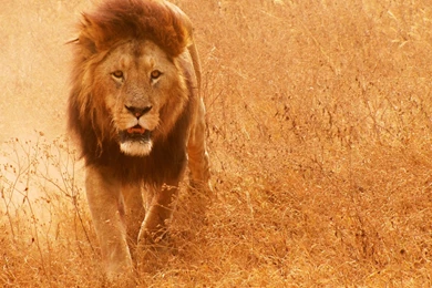 Lion Pictures   The Powerful African Cats   Picsy Buzz