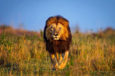 Lion Wallpapers HD 2017   HD Wallpapers Site