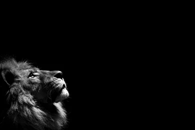 Best Lion Wallpapers   Wallpapers