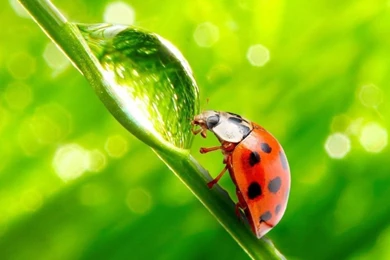 Lady bug hd macro  800x960.jpg