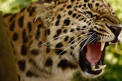 Amazing Leopard Wallpapers HD