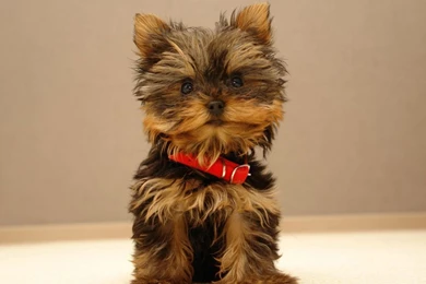 Cute Puppies Wallpapers 7950 Hd Wallpapers In Animals Imagesci Com ...