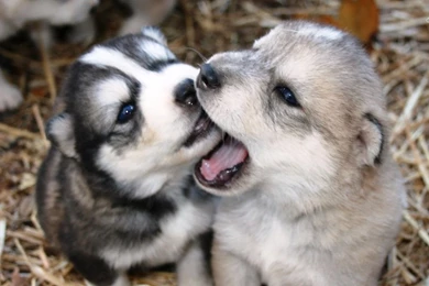 Husky Puppies Wallpapers Animal Wallpapers