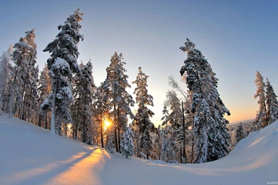 Winter Wallpapers Hd   1622440