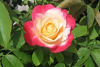 Beautiful_rose_wallpeper_2949.jpg