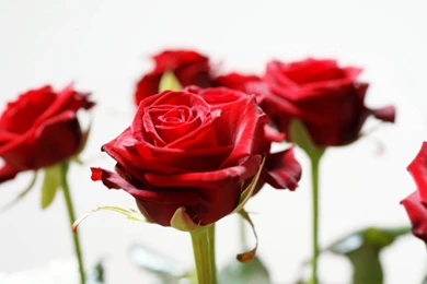 Explore Trends: Red Rose Wallpapers
