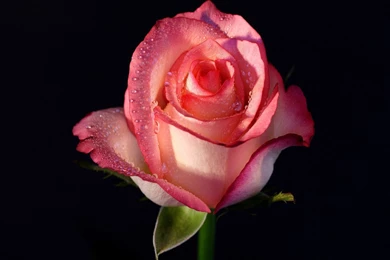 Desktop Wallpapers Hd Rose Rose Wallpapers