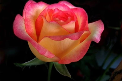 Two Toned Rose. [Desktop Wallpapers 1024x768]