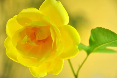 Beautiful Yellow Rose Desktop Wallpapers 28702