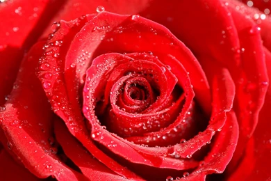 Roses Flower, Roses Photos, Roses Wallpapers For Your Desktop   Red ...