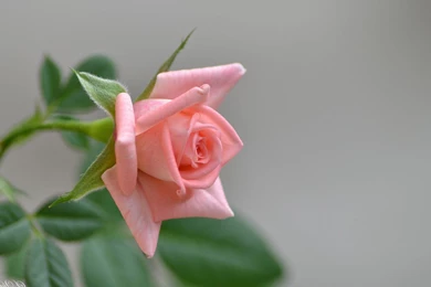 Beautiful Yellow Rose Desktop Wallpapers 28702