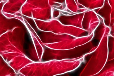 Desktop Wallpapers · Gallery · Windows 7 · Red Rose   Backgrounds ...
