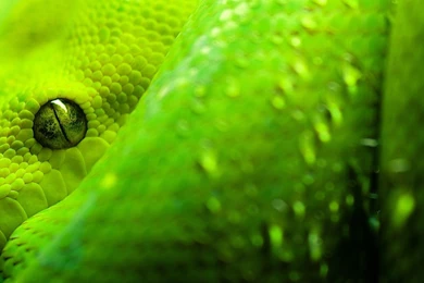 Snakes Wallpapers 169645