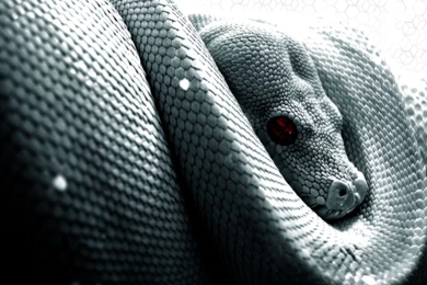 Snake Albinism Wallpapers High Revolution