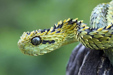 277 Snake HD Wallpapers