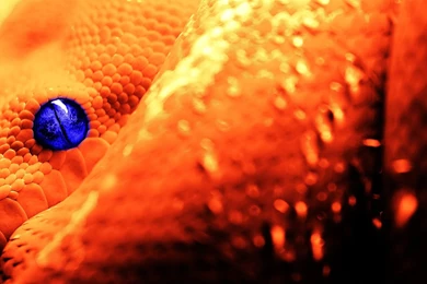 277 Snake HD Wallpapers