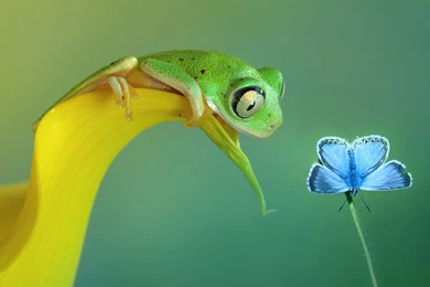 Download Wallpapers 3840x2160 Curiosity, Butterfly, Frog, Flower 4K ...